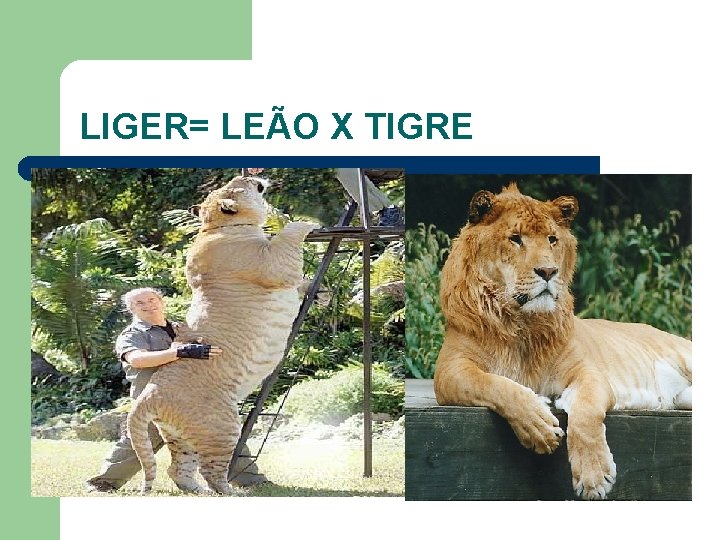 LIGER= LEÃO X TIGRE 