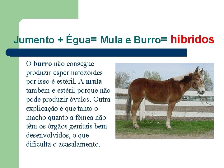 Jumento + Égua= Mula e Burro= híbridos O burro não consegue produzir espermatozóides por