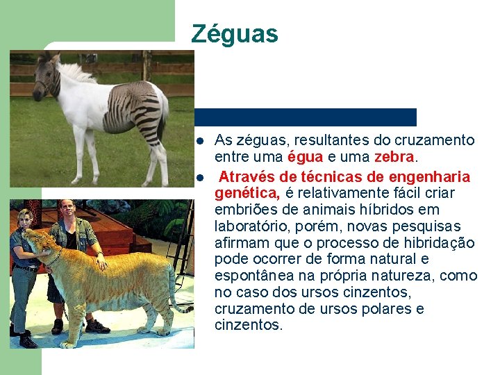 Zéguas l l As zéguas, resultantes do cruzamento entre uma égua e uma zebra.