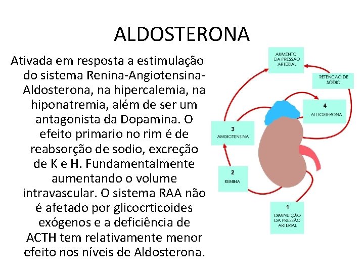 ALDOSTERONA Ativada em resposta a estimulação do sistema Renina-Angiotensina. Aldosterona, na hipercalemia, na hiponatremia,