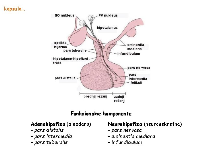 kapsula. . . Funkcionalne komponente Adenohipofiza (žlezdana) - pars distalis - pars intermedia -