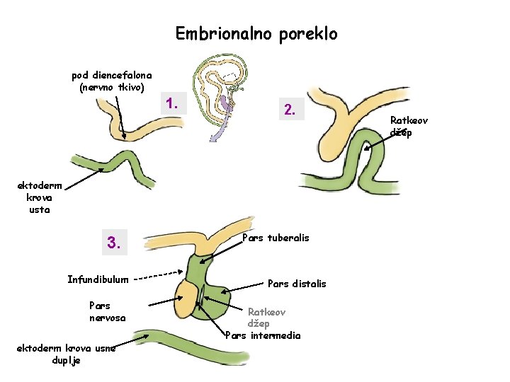 Embrionalno poreklo pod diencefalona (nervno tkivo) 1. 2. ektoderm krova usta 3. Infundibulum Pars