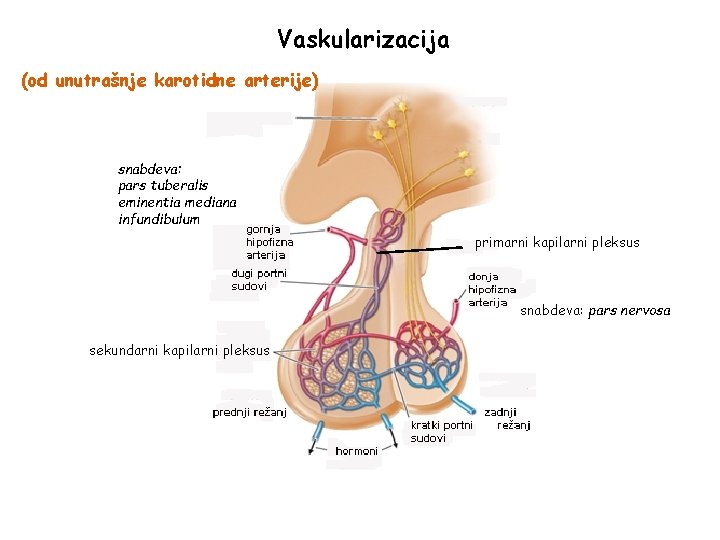 Vaskularizacija (od unutrašnje karotidne arterije) snabdeva: pars tuberalis eminentia mediana infundibulum primarni kapilarni pleksus