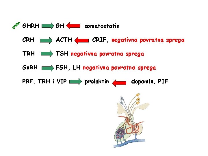n eli r g GHRH GH CRH ACTH TRH TSH negativna povratna sprega Gn.