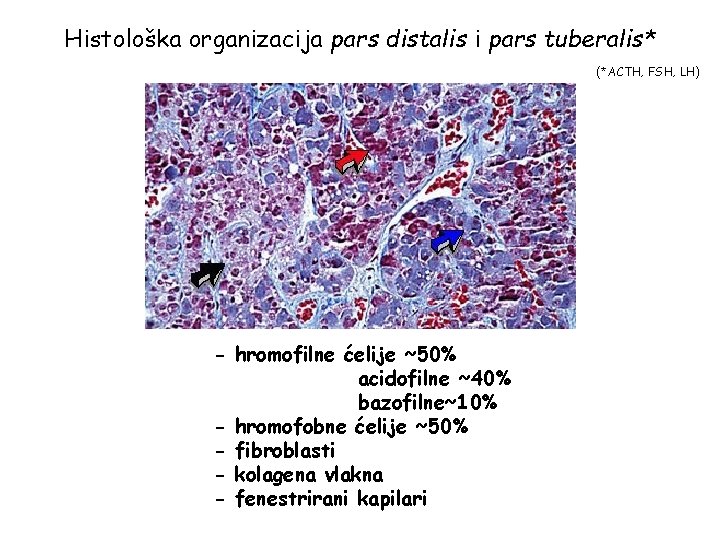 Histološka organizacija pars distalis i pars tuberalis* (* ACTH, FSH, LH) - hromofilne ćelije