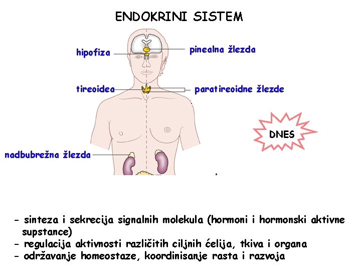 ENDOKRINI SISTEM hipofiza tireoidea pinealna žlezda paratireoidne žlezde DNES nadbubrežna žlezda pankreas ovarijum -
