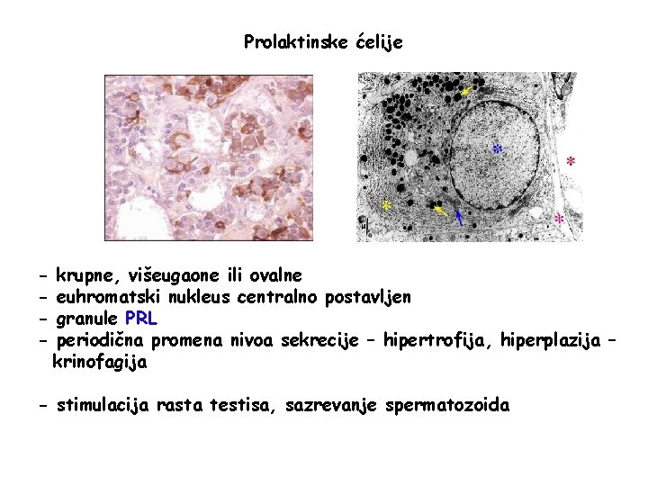 Prolaktinske ćelije - krupne, višeugaone ili ovalne euhromatski nukleus centralno postavljen granule PRL periodična