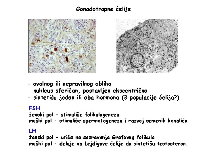 Gonadotropne ćelije - ovalnog ili nepravilnog oblika - nukleus sferičan, postavljen ekscentrično - sintetišu