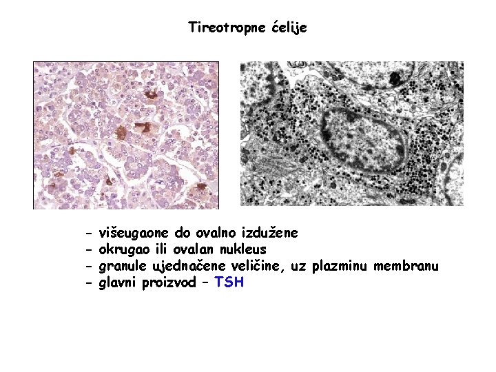 Tireotropne ćelije - višeugaone do ovalno izdužene okrugao ili ovalan nukleus granule ujednačene veličine,