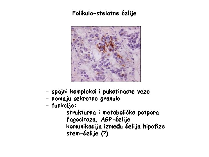 Folikulo-stelatne ćelije - spojni kompleksi i pukotinaste veze - nemaju sekretne granule - funkcije: