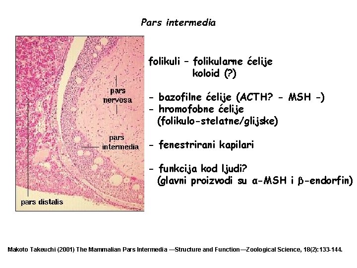 Pars intermedia folikuli – folikularne ćelije koloid (? ) - bazofilne ćelije (ACTH? -