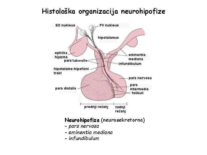 Histološka organizacija neurohipofize Neurohipofiza (neurosekretorna) - pars nervosa - eminentia mediana - infundibulum 