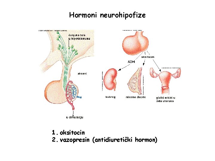 Hormoni neurohipofize 1. oksitocin 2. vazopresin (antidiuretički hormon) 