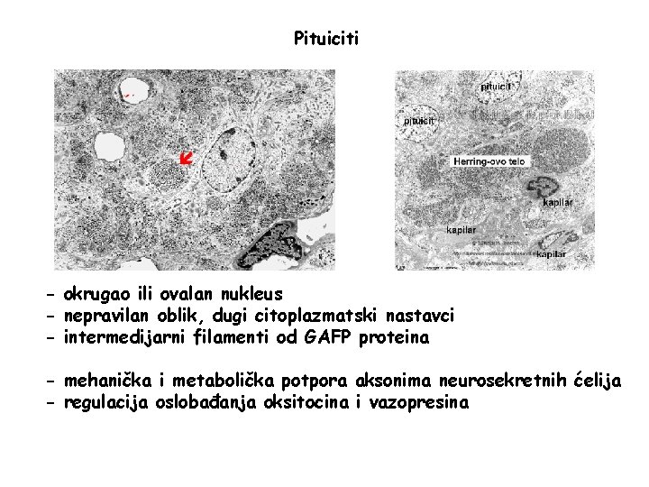 Pituiciti - okrugao ili ovalan nukleus - nepravilan oblik, dugi citoplazmatski nastavci - intermedijarni