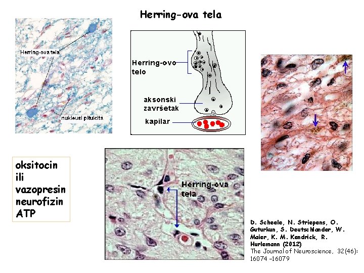 Herring-ova tela oksitocin ili vazopresin neurofizin ATP D. Scheele, N. Striepens, O. Guturkun, S.