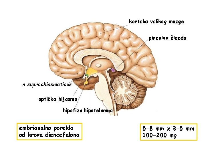 korteks velikog mozga pinealna žlezda n. suprachiasmaticus optička hijazma hipofiza hipotalamus embrionalno poreklo od