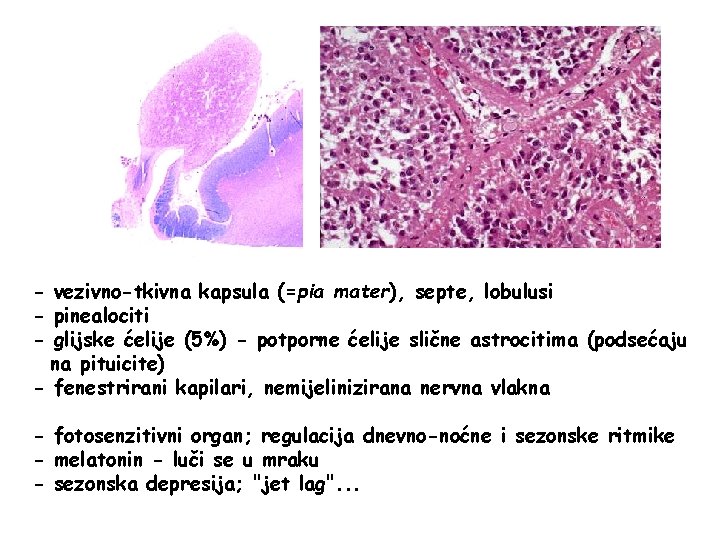 - vezivno-tkivna kapsula (=pia mater), septe, lobulusi - pinealociti - glijske ćelije (5%) -