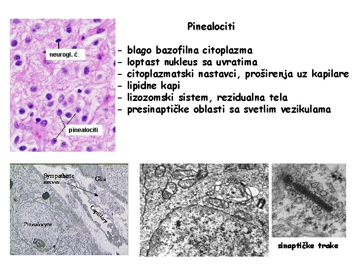 Pinealociti neurogl. ć. - blago bazofilna citoplazma loptast nukleus sa uvratima citoplazmatski nastavci, proširenja