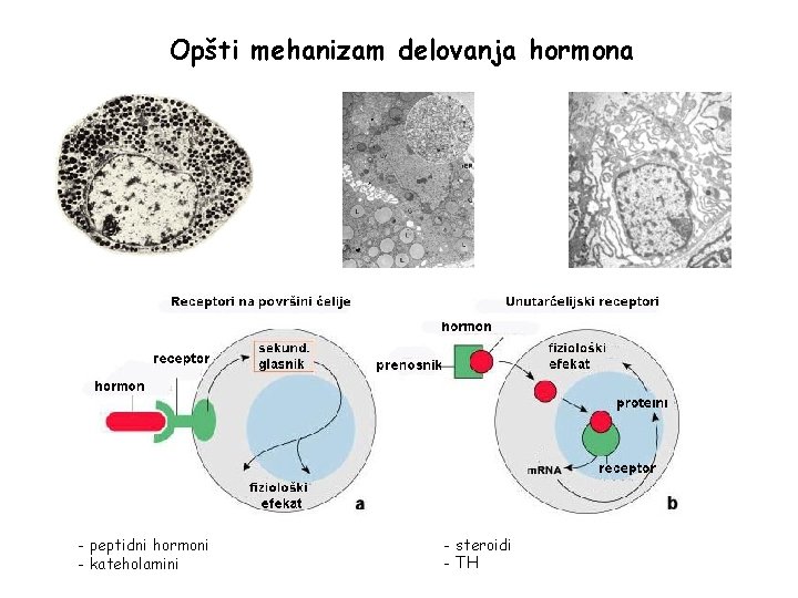 Opšti mehanizam delovanja hormona - peptidni hormoni - kateholamini - steroidi - TH 