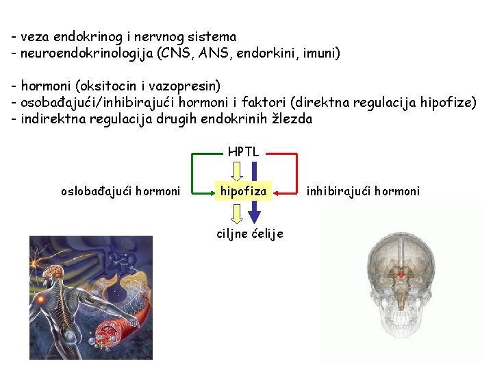 - veza endokrinog i nervnog sistema - neuroendokrinologija (CNS, ANS, endorkini, imuni) - hormoni