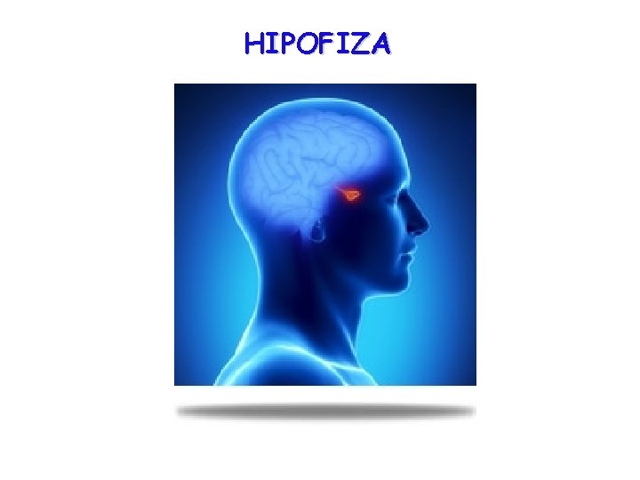 HIPOFIZA 