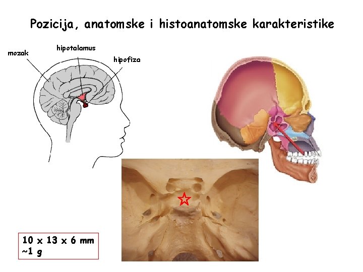 Pozicija, anatomske i histoanatomske karakteristike mozak hipotalamus 10 x 13 x 6 mm ~1