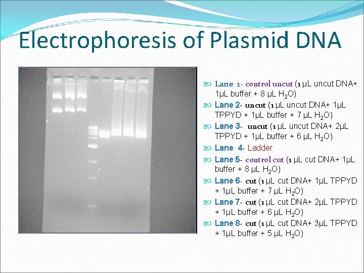 Electrophoresis of Plasmid DNA Lane 1 - control uncut (1 µL uncut DNA+ 1µL