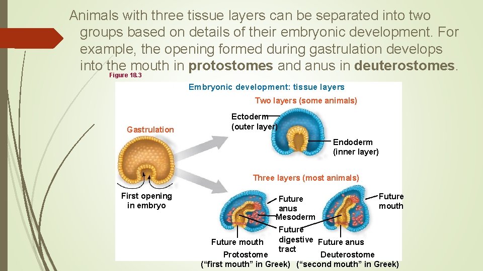 Animals with three tissue layers can be separated into two groups based on details