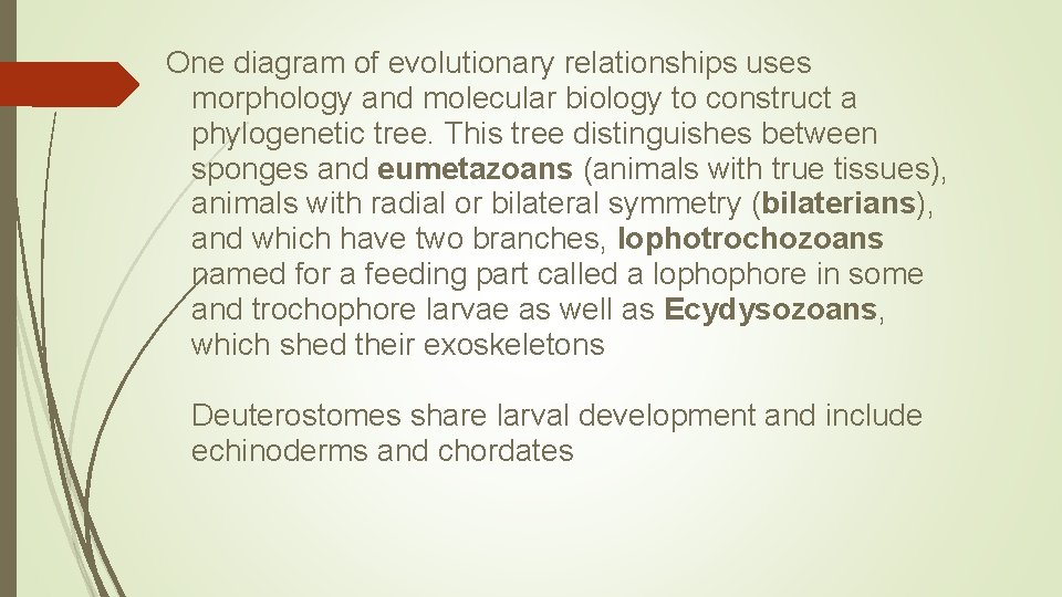 One diagram of evolutionary relationships uses morphology and molecular biology to construct a phylogenetic