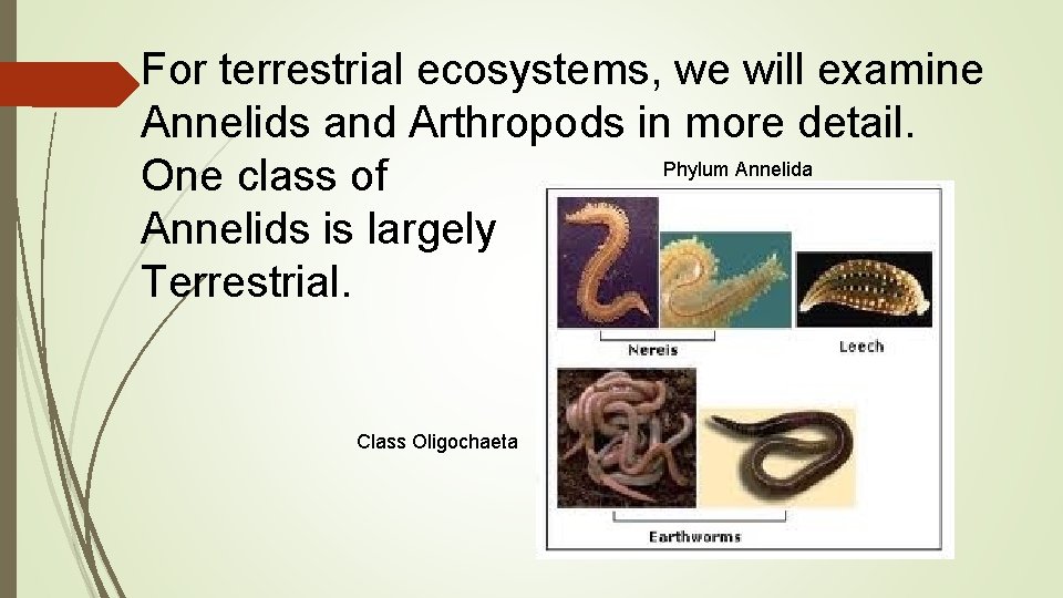 For terrestrial ecosystems, we will examine Annelids and Arthropods in more detail. Phylum Annelida