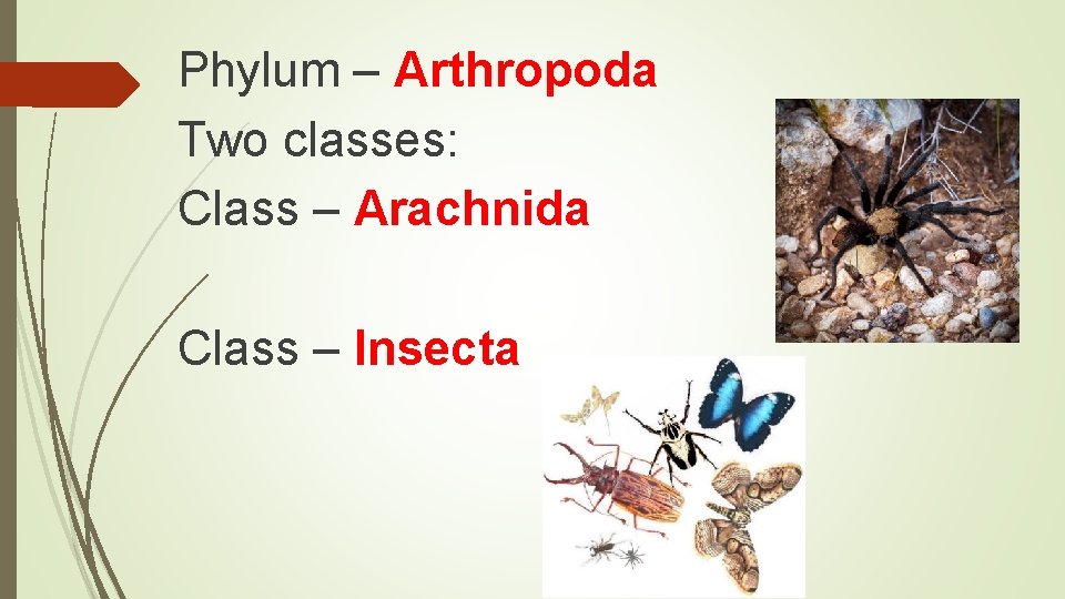 Phylum – Arthropoda Two classes: Class – Arachnida Class – Insecta 