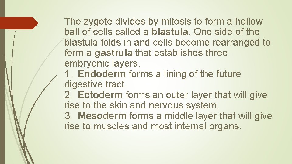 The zygote divides by mitosis to form a hollow ball of cells called a