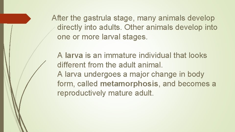 After the gastrula stage, many animals develop directly into adults. Other animals develop into