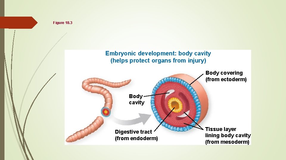 Figure 18. 3 Embryonic development: body cavity (helps protect organs from injury) Body covering