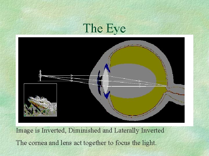 The Eye Image is Inverted, Diminished and Laterally Inverted The cornea and lens act The Eye Image is Inverted, Diminished and Laterally Inverted The cornea and lens act