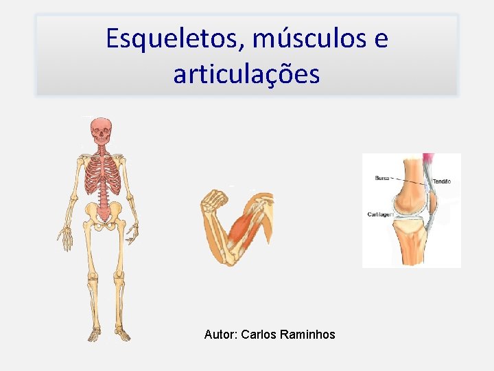 Esqueletos, músculos e articulações Autor: Carlos Raminhos 