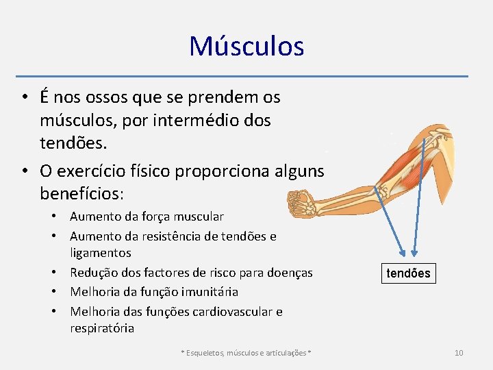 Músculos • É nos ossos que se prendem os músculos, por intermédio dos tendões.