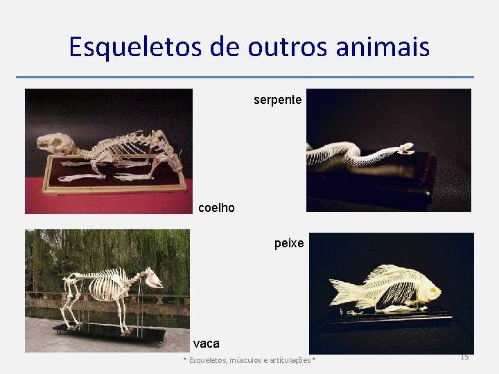 Esqueletos de outros animais serpente coelho peixe vaca * Esqueletos, músculos e articulações *