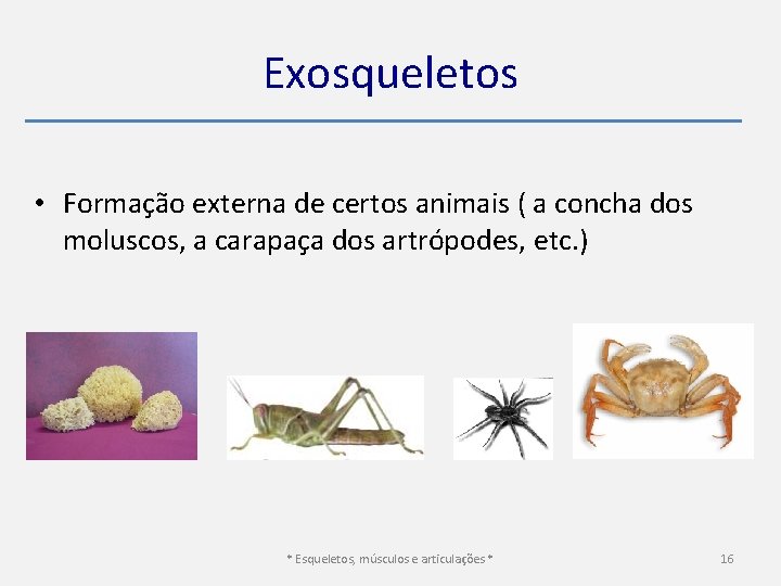 Exosqueletos • Formação externa de certos animais ( a concha dos moluscos, a carapaça
