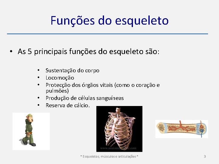 Funções do esqueleto • As 5 principais funções do esqueleto são: • Sustentação do