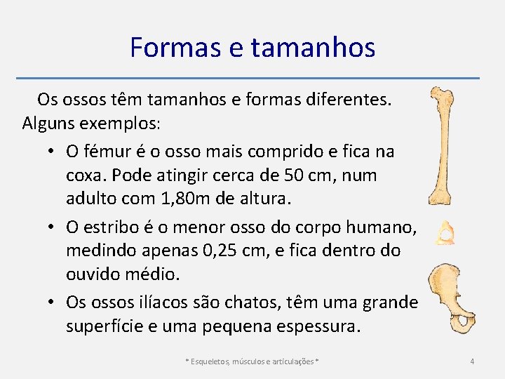 Formas e tamanhos Os ossos têm tamanhos e formas diferentes. Alguns exemplos: • O