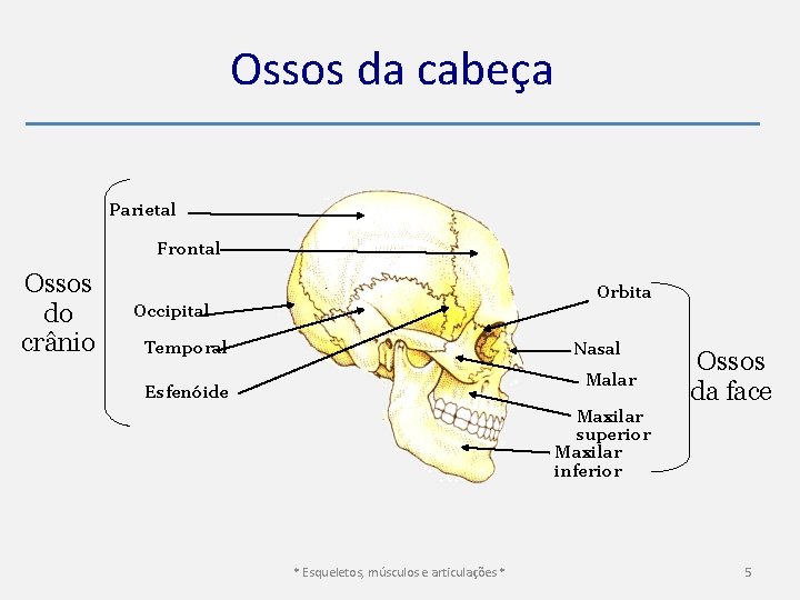 Ossos da cabeça Parietal Frontal Ossos do crânio Orbita Occipital Temporal Nasal Malar Esfenóide