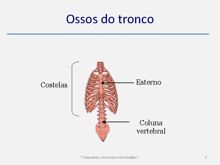 Ossos do tronco Costelas Esterno Coluna vertebral * Esqueletos, músculos e articulações * 6