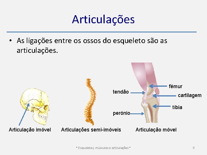 Articulações • As ligações entre os ossos do esqueleto são as articulações. tendão perónio