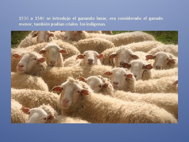 1530 a 1540 se introdujo el ganando lanar, era considerado el ganado menor, también