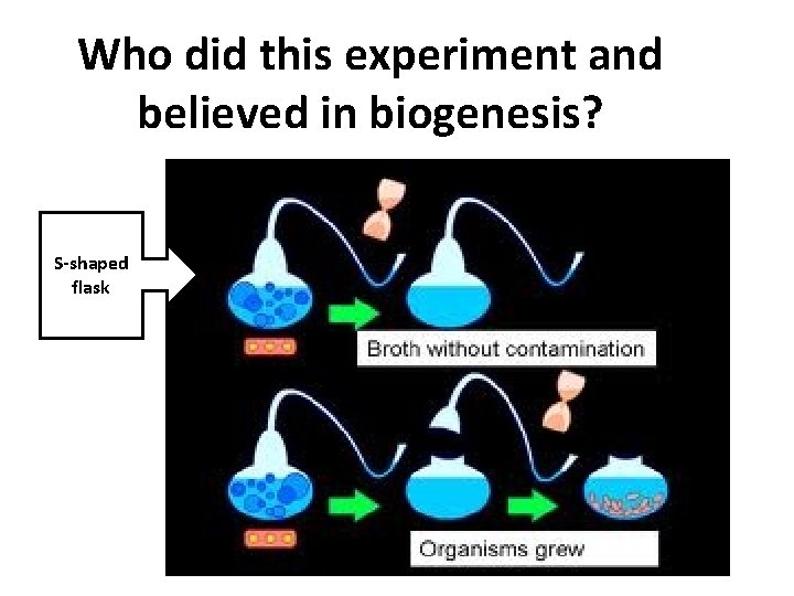 Who did this experiment and believed in biogenesis? S-shaped flask 