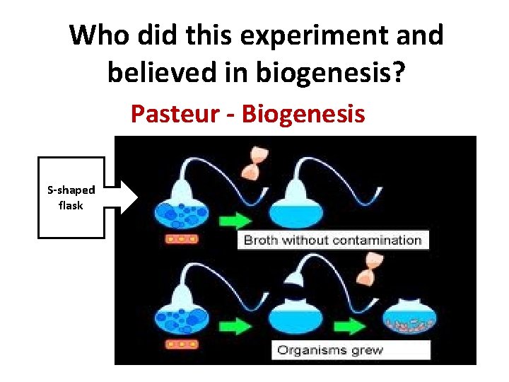 Who did this experiment and believed in biogenesis? Pasteur - Biogenesis S-shaped flask 