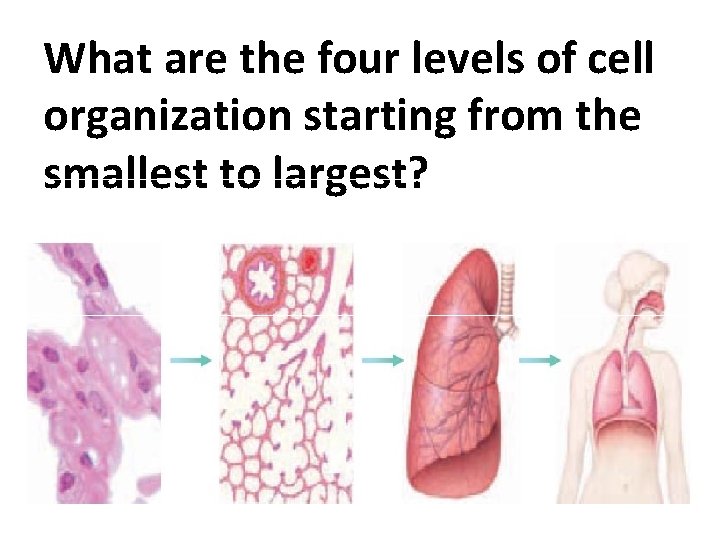 What are the four levels of cell organization starting from the smallest to largest?