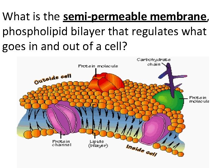 What is the semi-permeable membrane, phospholipid bilayer that regulates what goes in and out