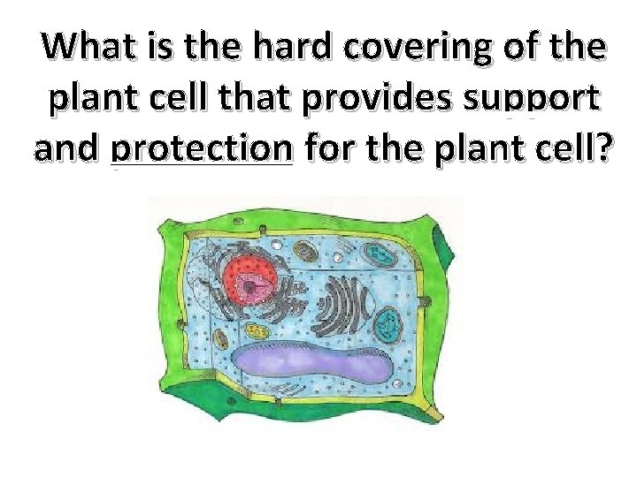 What is the hard covering of the plant cell that provides support and protection